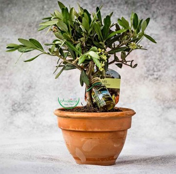 larcaverde-products-bonsai-olive-tree-1