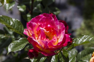 Rose Nostalgiche 3