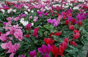 Cyclamens