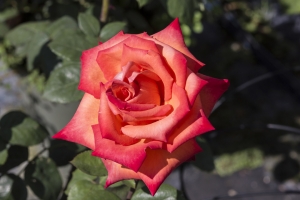 Nostalgic Roses 2